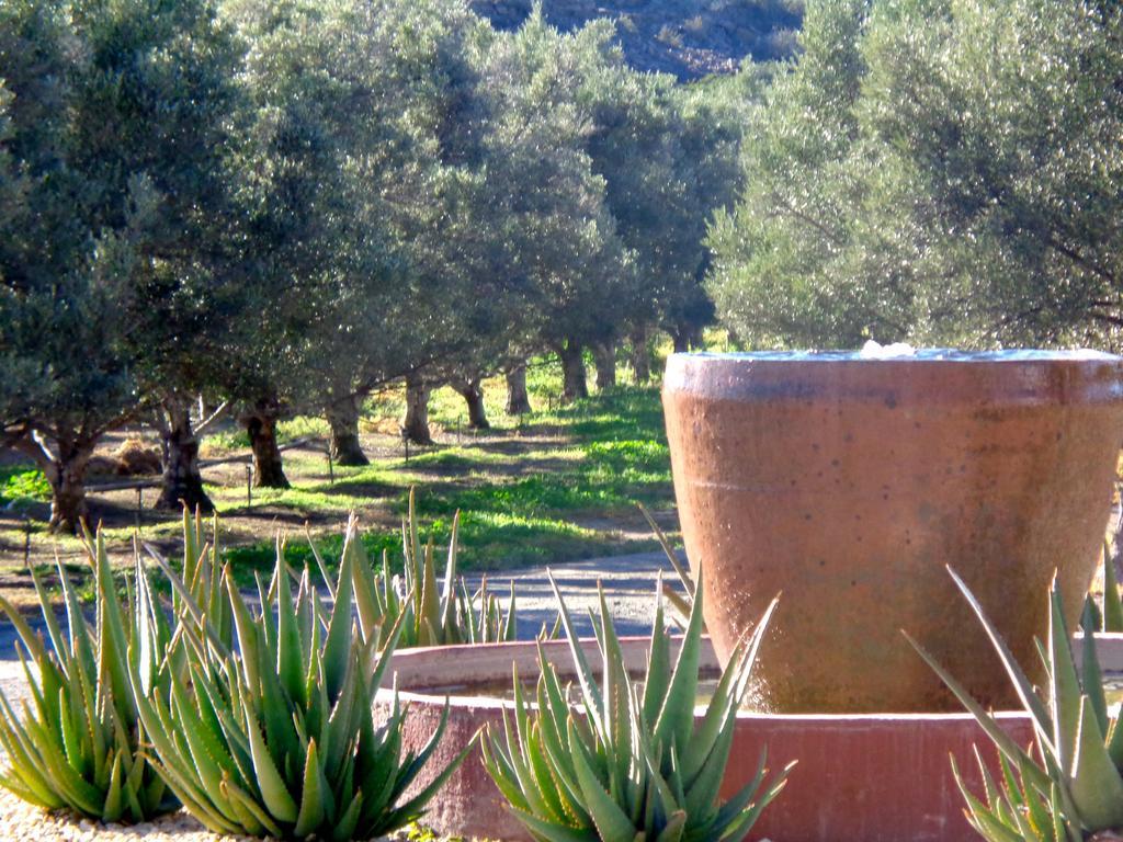 Вілла Olive Grove Guest Farm Б’юфорт-Вест Екстер'єр фото